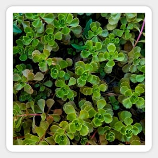 Stonecrop Leaves Depth Color Sticker